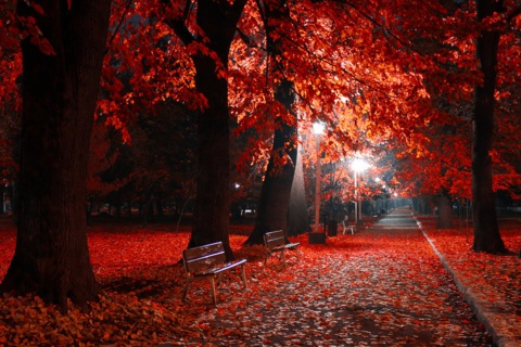 Romantic Fall Park screenshot #1 480x320