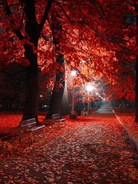 Romantic Fall Park screenshot #1 480x640