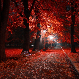 Romantic Fall Park - Fondos de pantalla gratis para 1024x1024