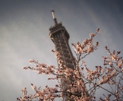 Screenshot №1 pro téma Spring In Paris 176x144