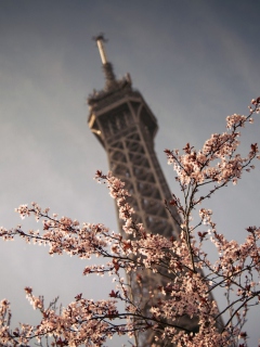 Das Spring In Paris Wallpaper 240x320