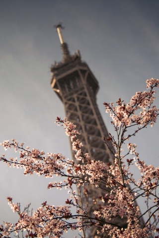 Spring In Paris wallpaper 320x480