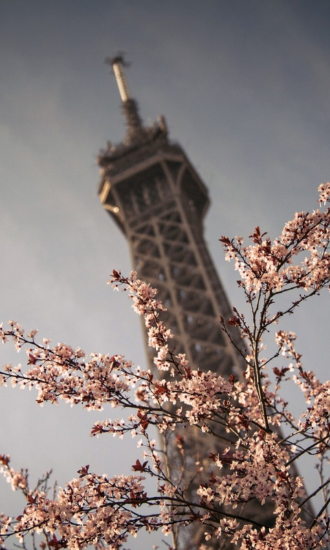 Fondo de pantalla Spring In Paris 480x800
