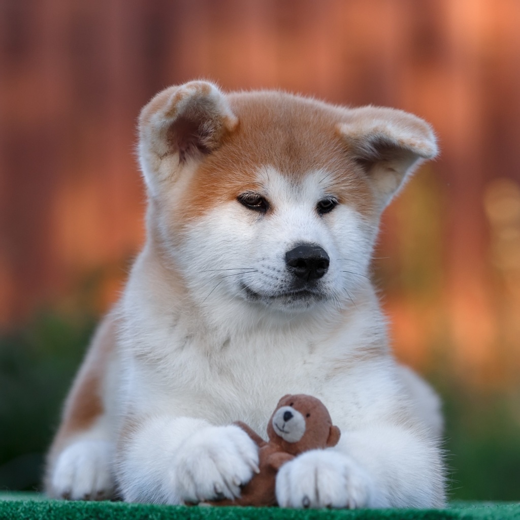 Akita Inu Puppy wallpaper 1024x1024