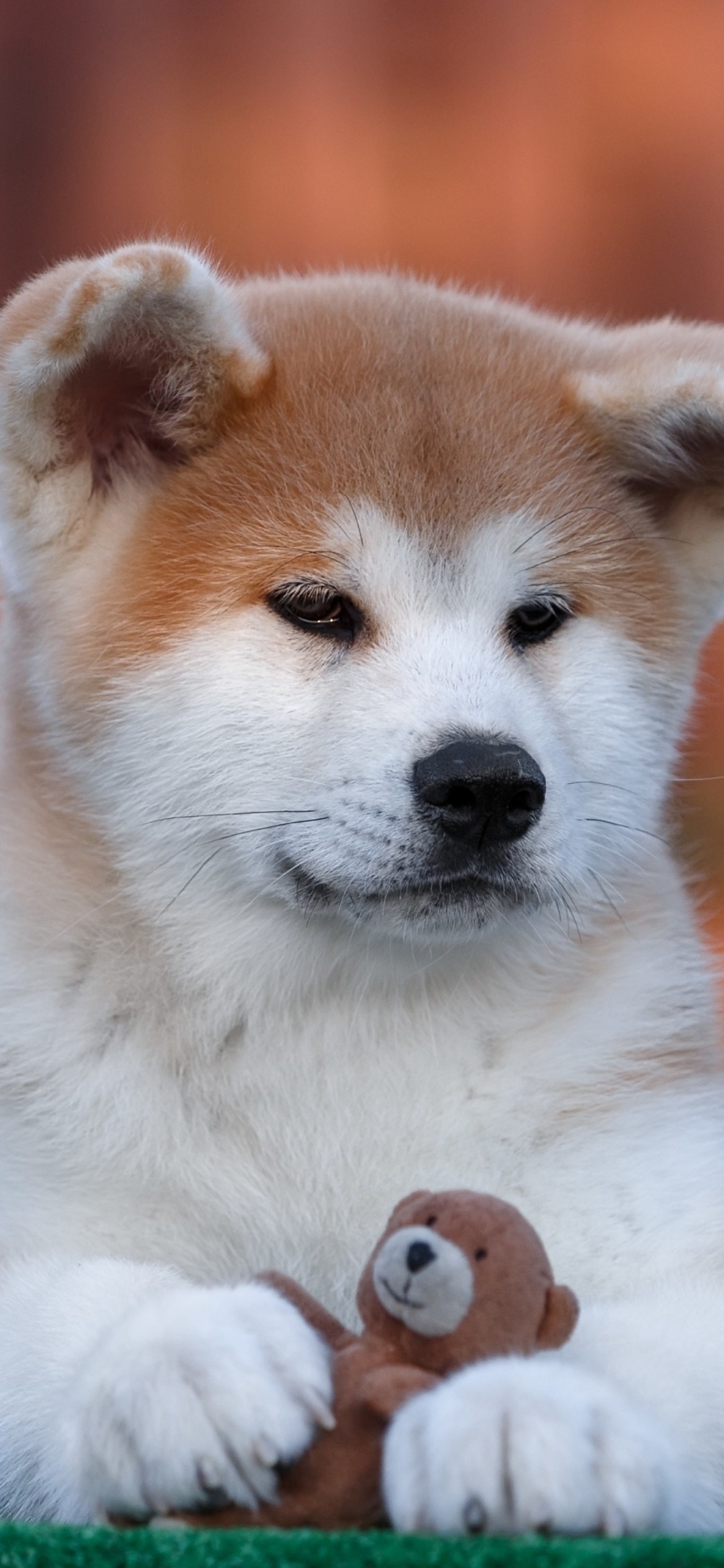 Akita Inu Puppy screenshot #1 1170x2532