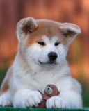 Akita Inu Puppy screenshot #1 128x160
