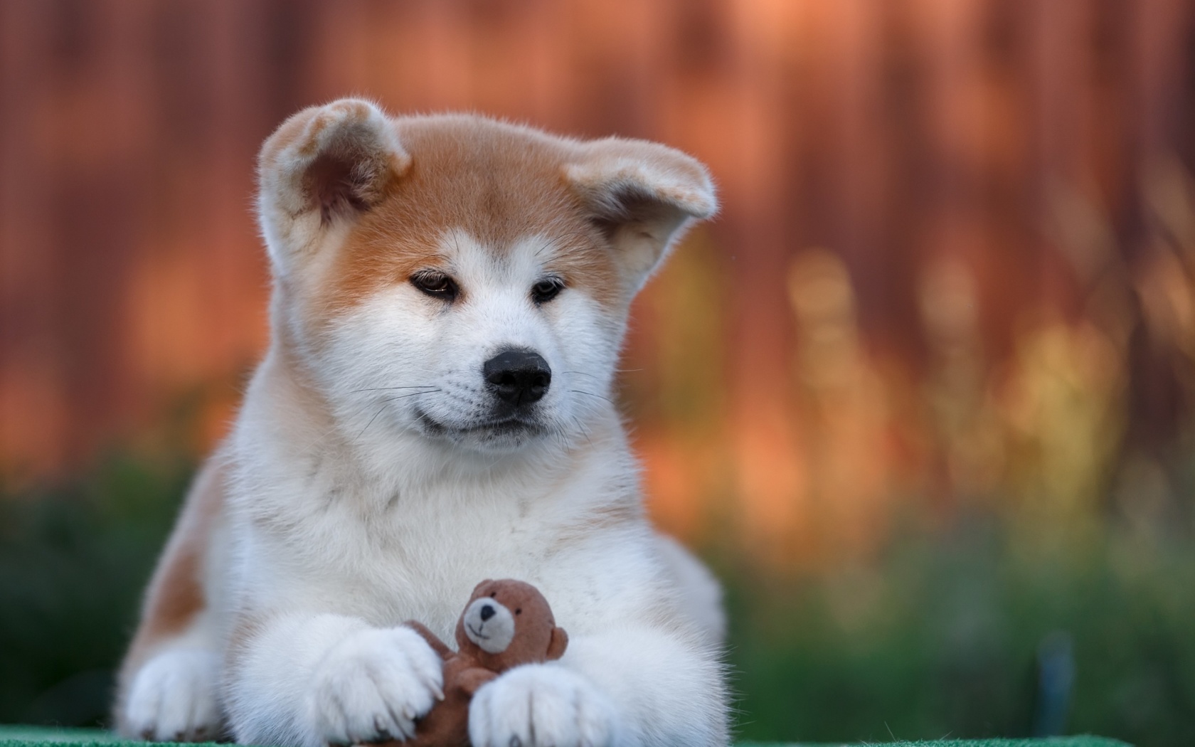 Akita Inu Puppy screenshot #1 1680x1050
