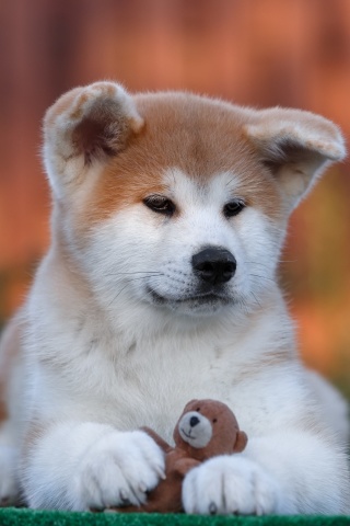 Akita Inu Puppy screenshot #1 320x480