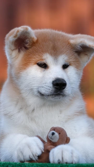 Akita Inu Puppy screenshot #1 360x640