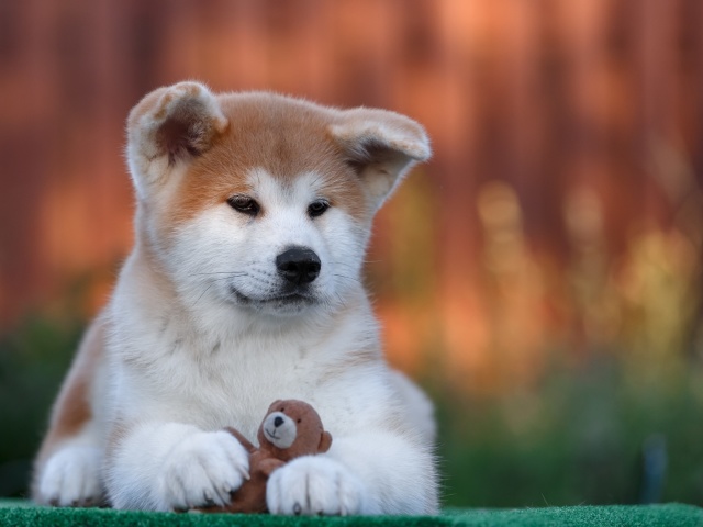Akita Inu Puppy screenshot #1 640x480