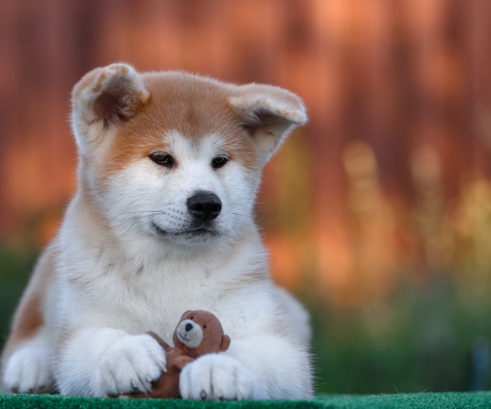 Akita Inu Puppy screenshot #1 960x800