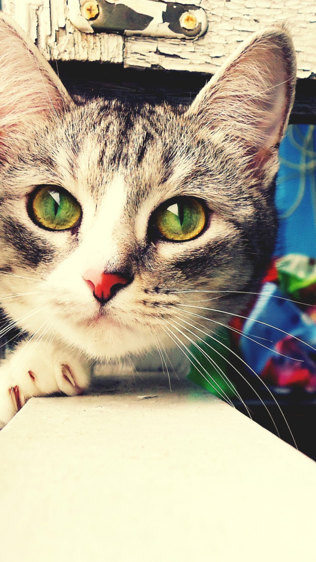 Screenshot №1 pro téma Cute Gray Cat With Green Eyes 1080x1920