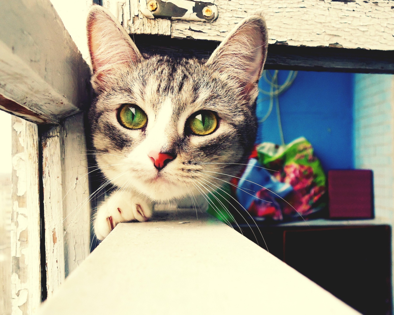 Обои Cute Gray Cat With Green Eyes 1280x1024
