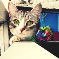Screenshot №1 pro téma Cute Gray Cat With Green Eyes 208x208