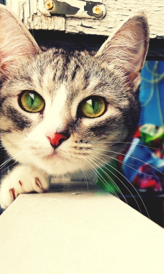 Обои Cute Gray Cat With Green Eyes 240x400