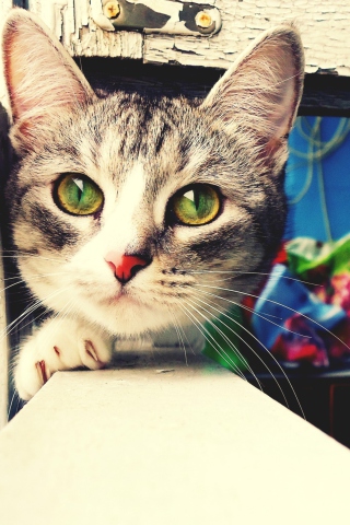 Обои Cute Gray Cat With Green Eyes 320x480