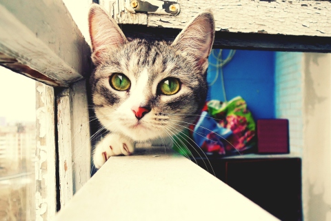 Fondo de pantalla Cute Gray Cat With Green Eyes 480x320