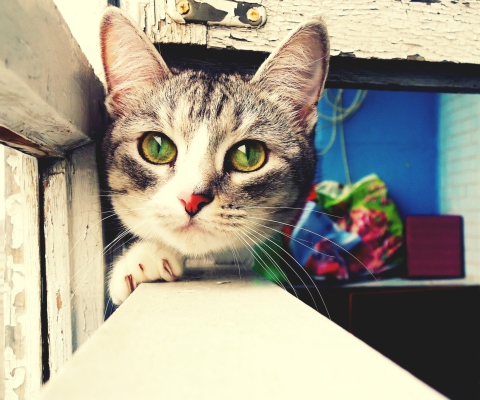 Screenshot №1 pro téma Cute Gray Cat With Green Eyes 480x400