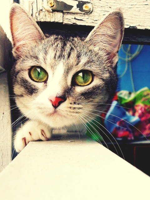 Das Cute Gray Cat With Green Eyes Wallpaper 480x640