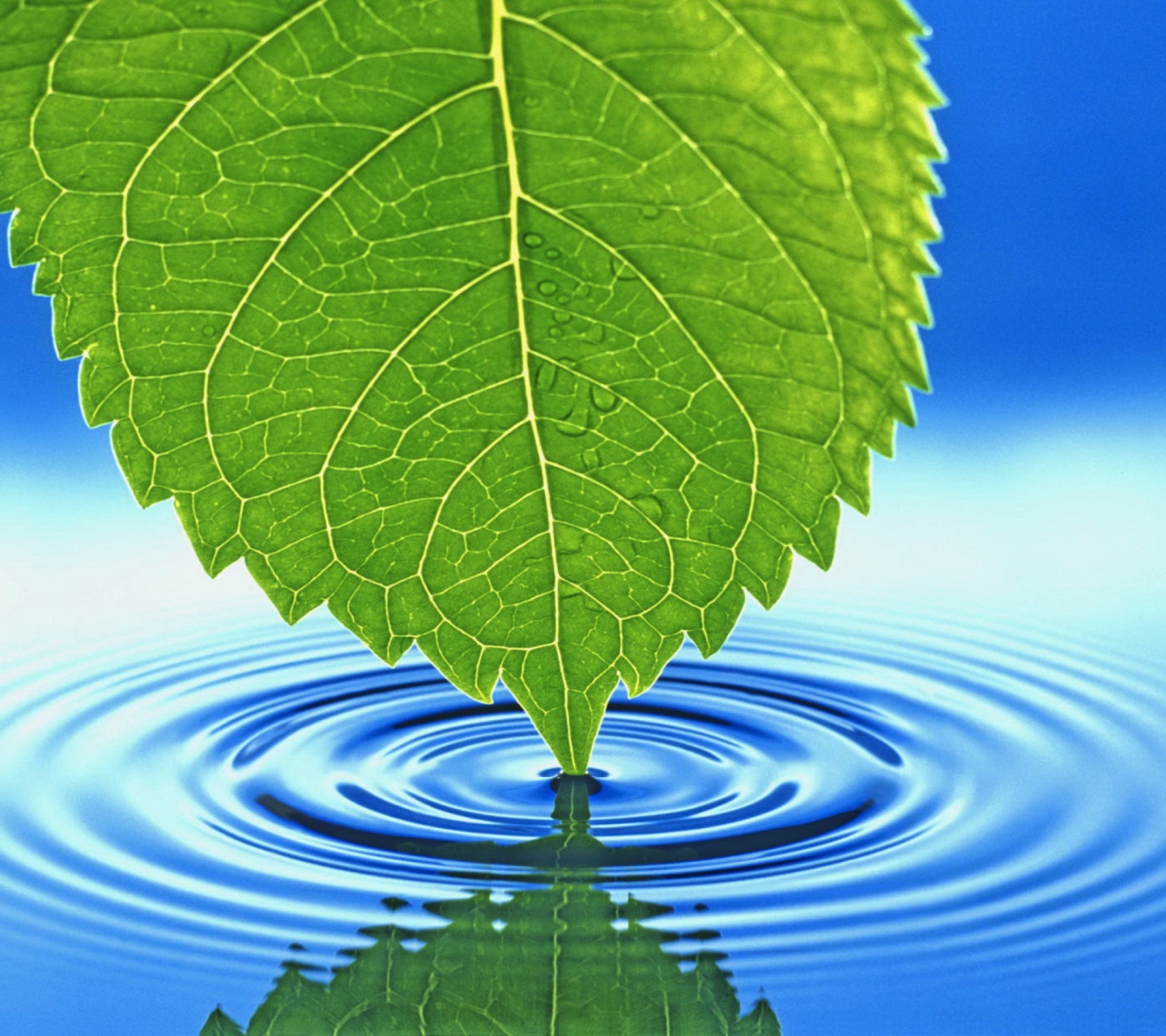 3D Leaf wallpaper 1440x1280