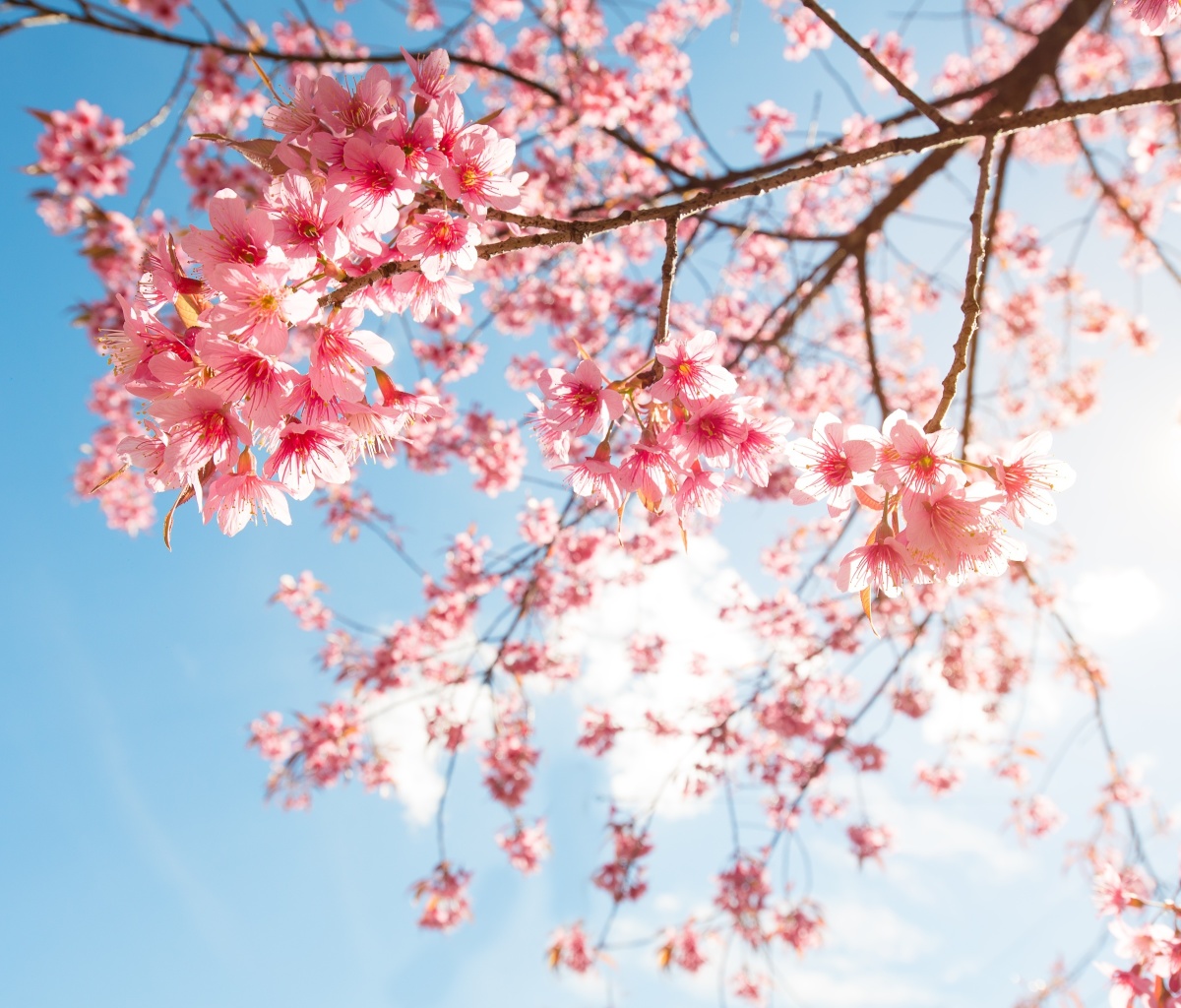 Sfondi Sakura in Washington DC 1200x1024