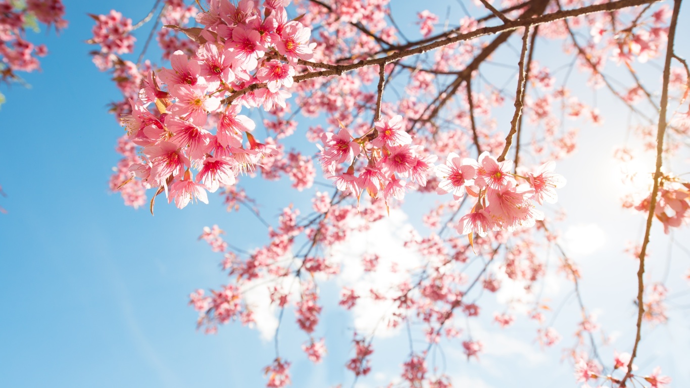 Sfondi Sakura in Washington DC 1366x768