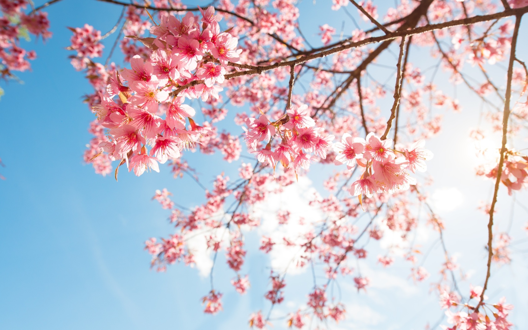 Sfondi Sakura in Washington DC 1680x1050