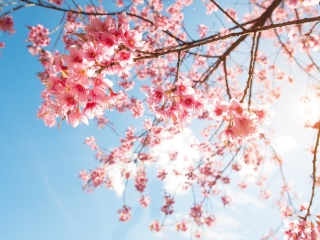 Sfondi Sakura in Washington DC 320x240