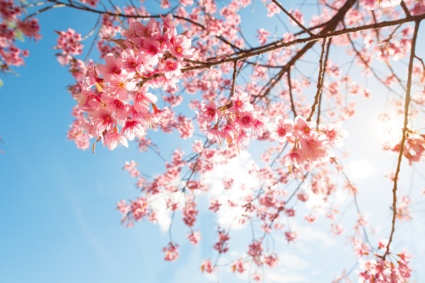 Sfondi Sakura in Washington DC 480x320