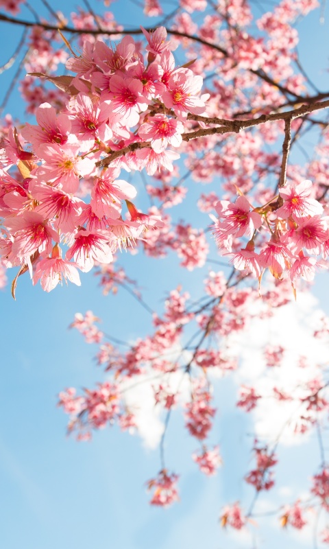 Sfondi Sakura in Washington DC 480x800
