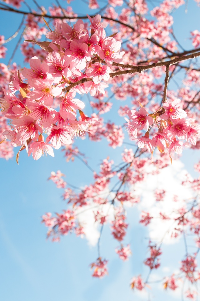 Fondo de pantalla Sakura in Washington DC 640x960