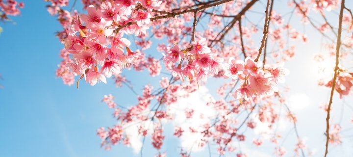 Sfondi Sakura in Washington DC 720x320