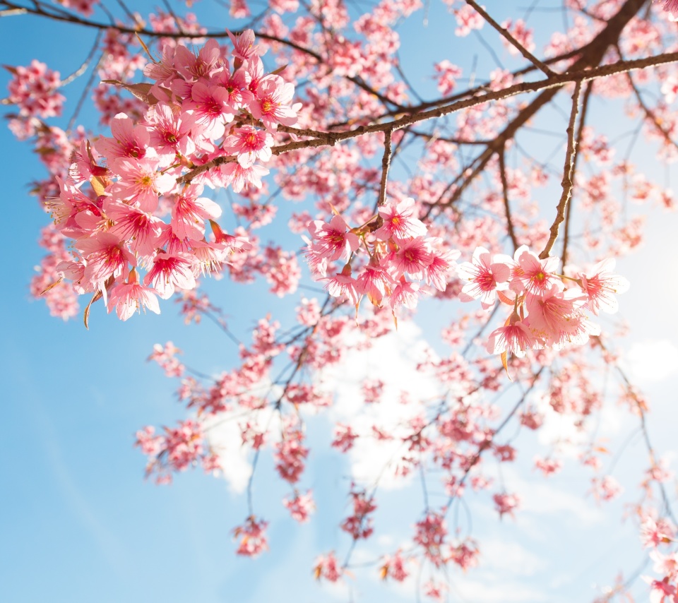 Sakura in Washington DC wallpaper 960x854