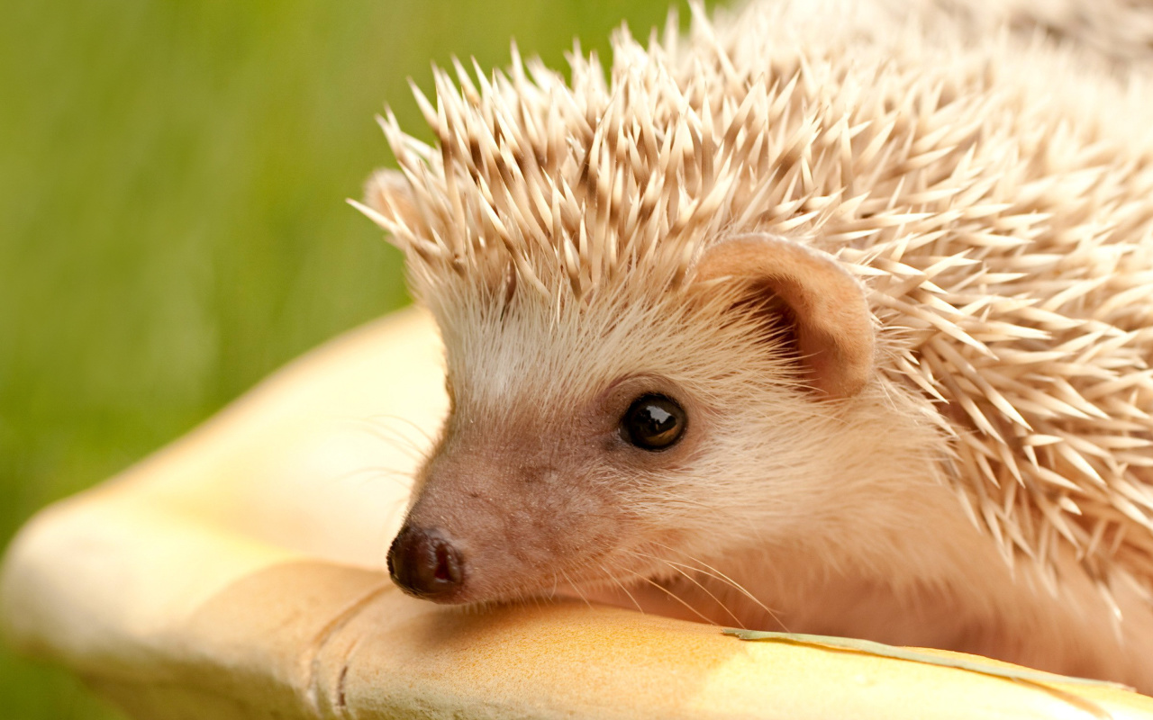 European hedgehog screenshot #1 1280x800