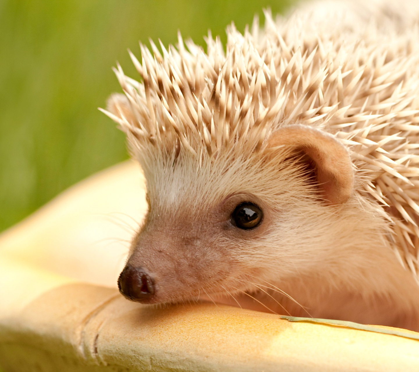 Fondo de pantalla European hedgehog 1440x1280