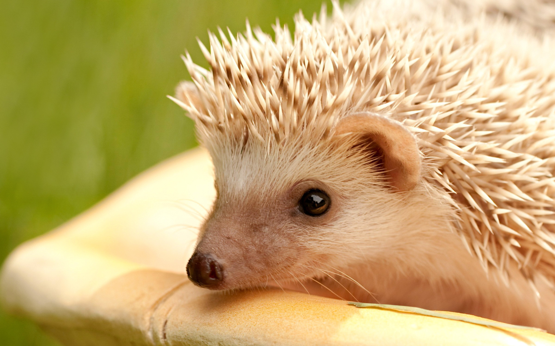 Sfondi European hedgehog 1920x1200