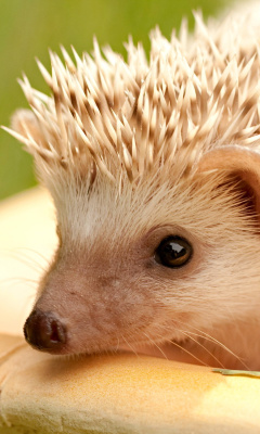 European hedgehog wallpaper 240x400