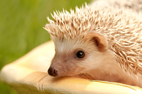 Sfondi European hedgehog 480x320