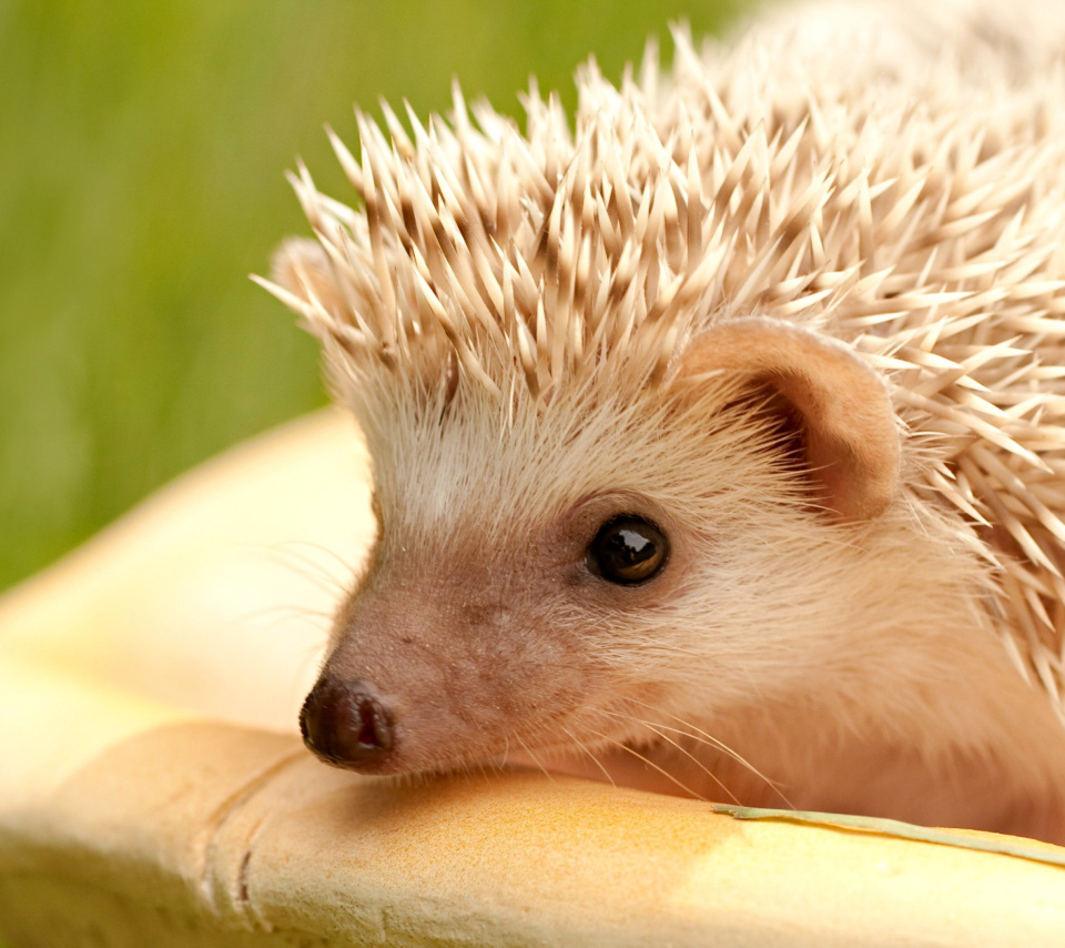 Fondo de pantalla European hedgehog 960x854