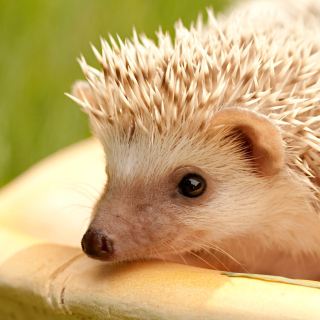 European hedgehog sfondi gratuiti per iPad mini