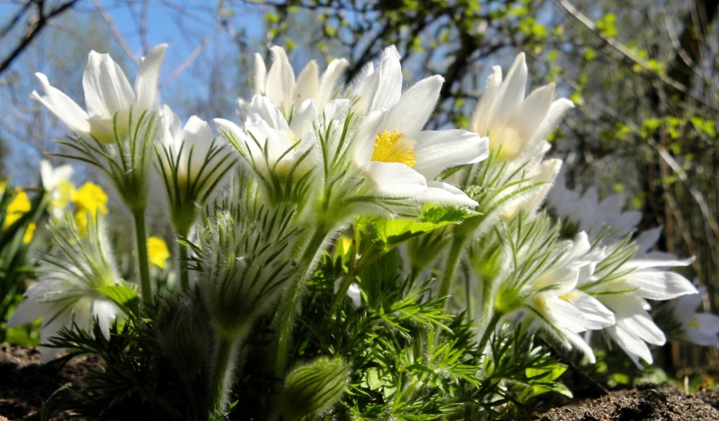 Screenshot №1 pro téma Anemone Flowers in Spring 1024x600
