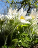 Anemone Flowers in Spring wallpaper 128x160