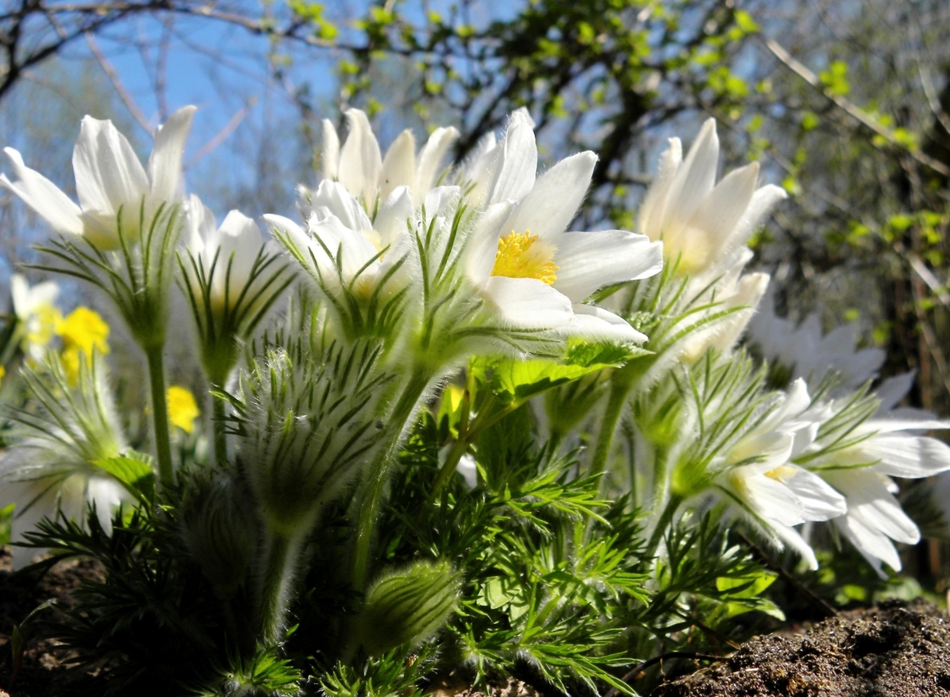 Anemone Flowers in Spring wallpaper 1920x1408