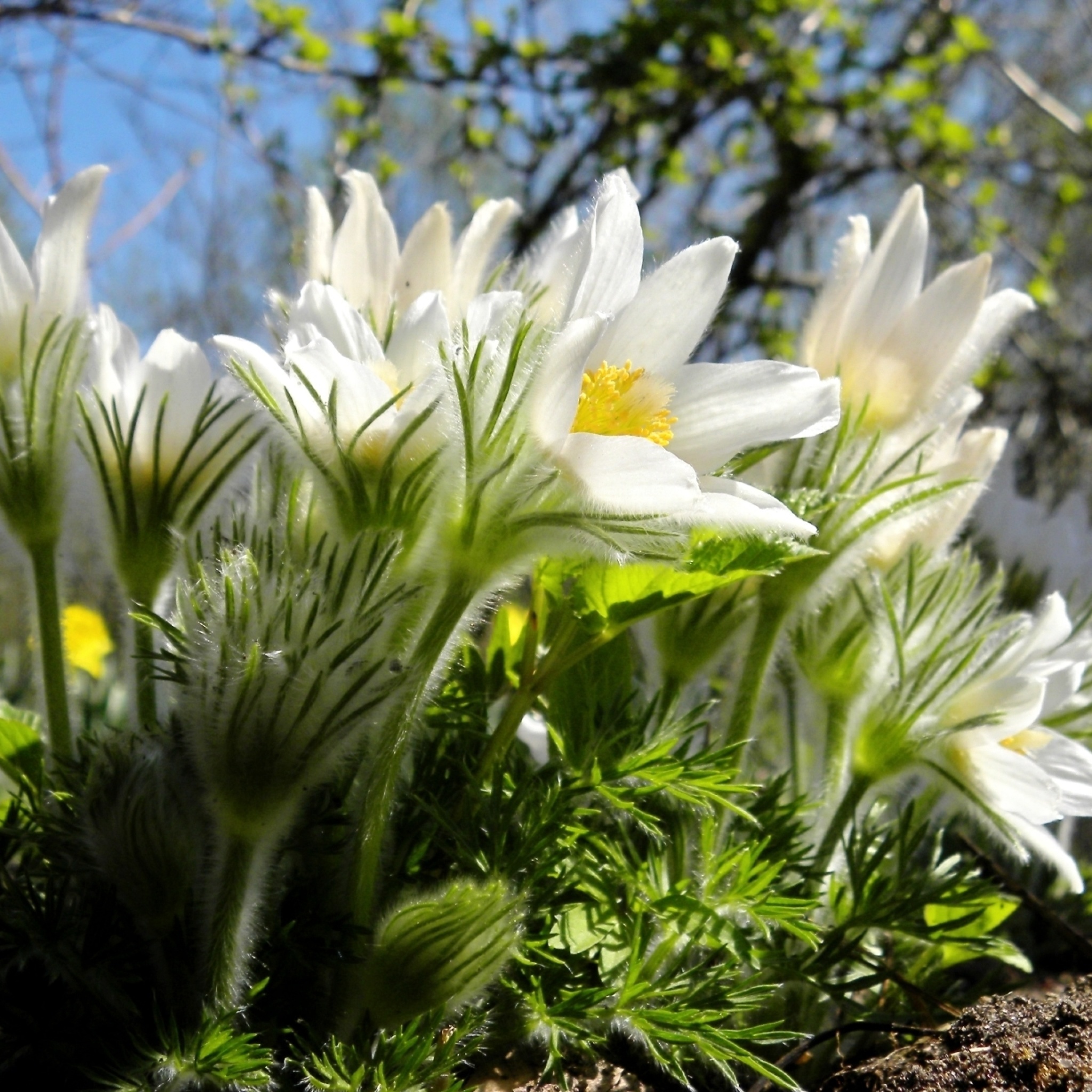Sfondi Anemone Flowers in Spring 2048x2048