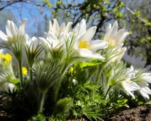 Sfondi Anemone Flowers in Spring 220x176