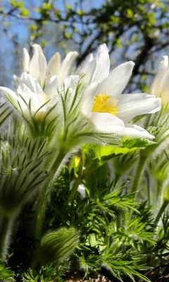 Обои Anemone Flowers in Spring 240x400