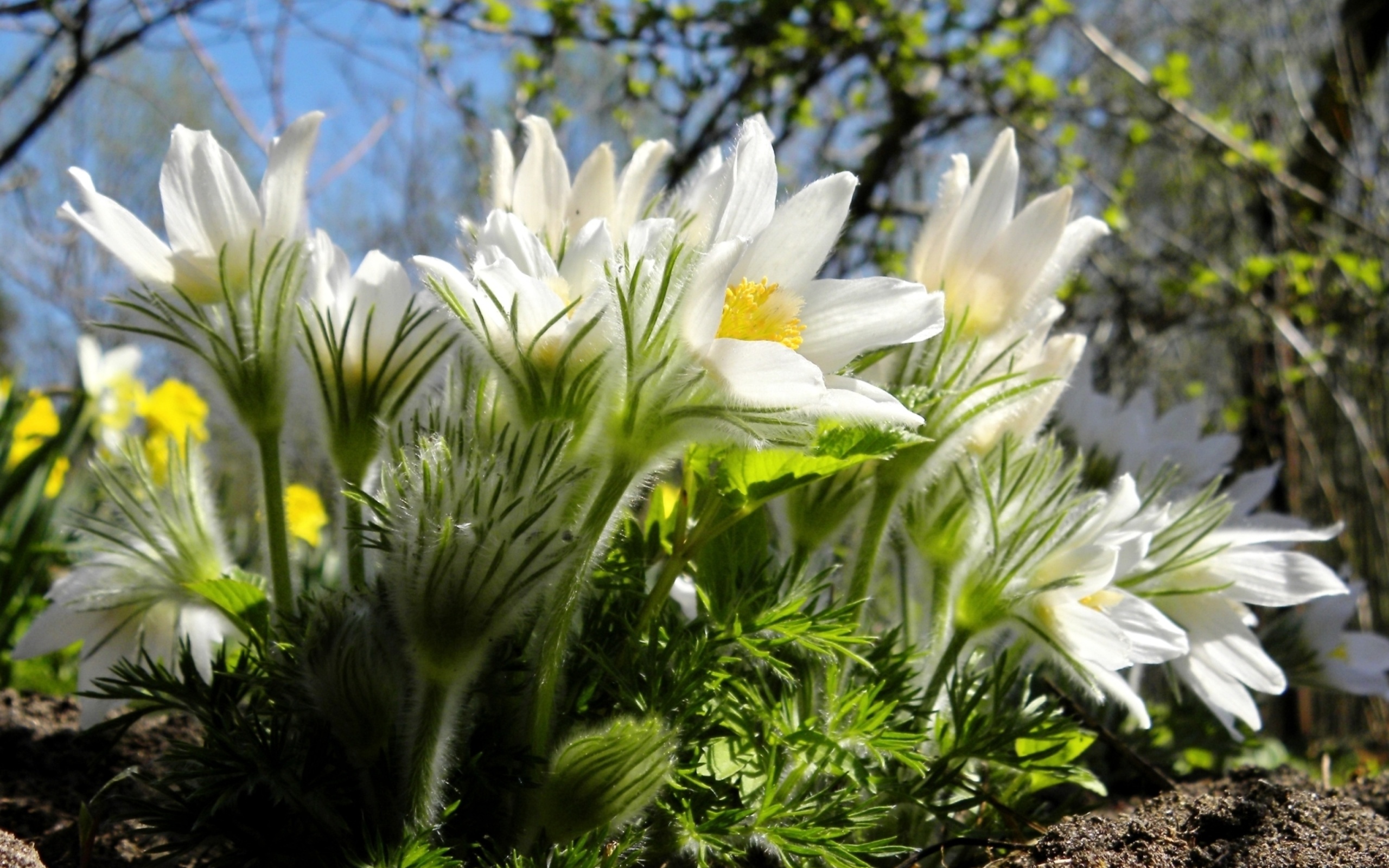 Sfondi Anemone Flowers in Spring 2560x1600