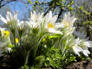 Anemone Flowers in Spring wallpaper 320x240