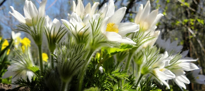 Anemone Flowers in Spring wallpaper 720x320