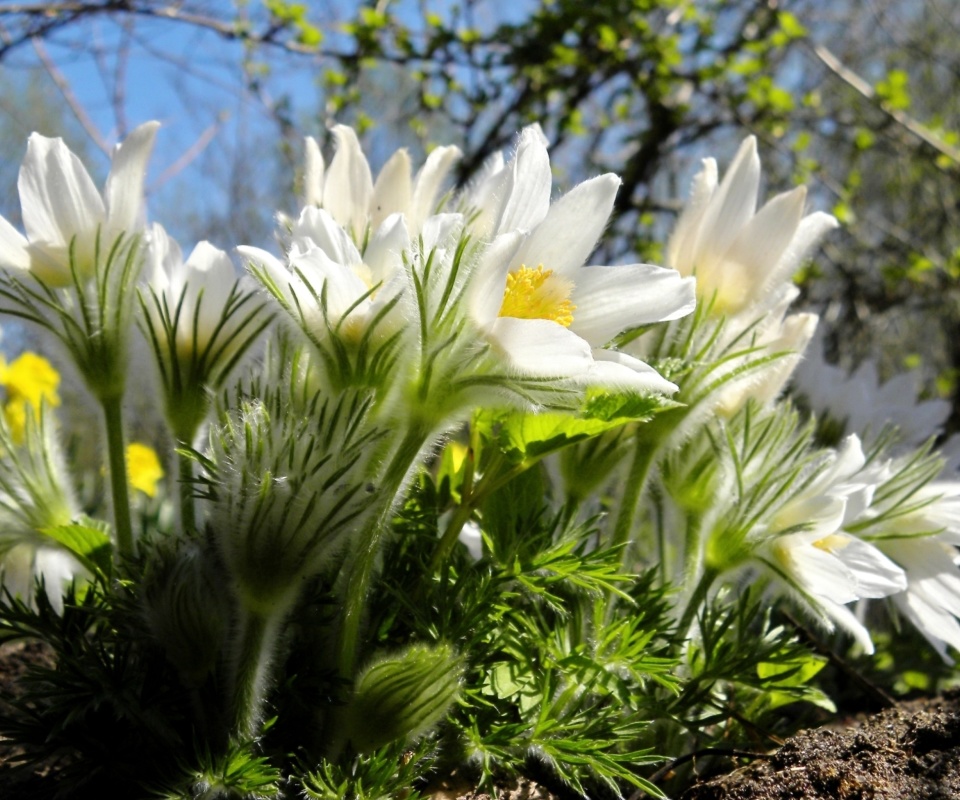 Fondo de pantalla Anemone Flowers in Spring 960x800